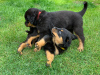 Photo №2 to announcement № 36514 for the sale of rottweiler - buy in Russian Federation private announcement