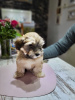 Photo №1. havanese dog - for sale in the city of Москва | negotiated | Announcement № 19342