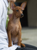 Additional photos: Puppy miniature pinscher dark red 3 months.