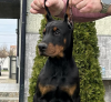 Photo №1. dobermann - for sale in the city of Belgrade | negotiated | Announcement № 97073