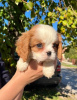 Photo №4. I will sell cavalier king charles spaniel in the city of Zrenjanin. breeder - price - negotiated