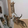 Photo №2 to announcement № 84197 for the sale of savannah cat - buy in Finland private announcement