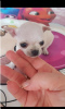 Photo №1. chihuahua - for sale in the city of Belgrade | negotiated | Announcement № 70398