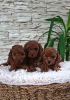 Photo №3. Toy red poodle puppies for sale. Serbia