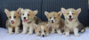 Photo №1. welsh corgi - for sale in the city of Bajša | negotiated | Announcement № 112204