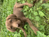 Photo №1. labrador retriever - for sale in the city of Tbilisi | Is free | Announcement № 61164