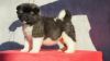 Photo №3. American Akita puppies. Serbia