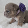 Photo №2 to announcement № 102894 for the sale of pug - buy in United States private announcement