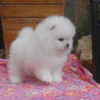 Photo №2 to announcement № 117467 for the sale of pomeranian - buy in Germany private announcement