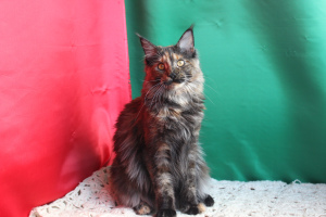 Photo №2 to announcement № 3381 for the sale of maine coon - buy in Ukraine from nursery