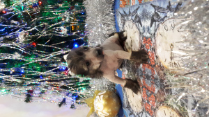 Photo №4. I will sell chinese crested dog in the city of Surgut. breeder - price - Negotiated