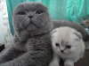 Additional photos: Selling Scottish Fold kittens