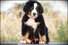 Additional photos: Bernese Mountain Dog puppies