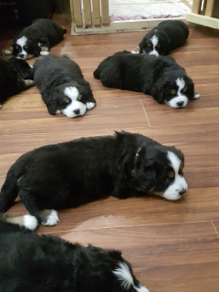 Additional photos: MOSCOWA. Bernese Mountain Dog puppies are offered to reserve