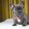 Photo №4. I will sell french bulldog in the city of Mielno. private announcement - price - 317$