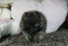 Photo №4. I will sell pomeranian in the city of Гамбург.  - price - Is free