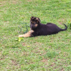 Photo №1. german shepherd - for sale in the city of Валенсия | 221816$ | Announcement № 19324