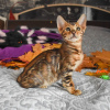 Photo №1. bengal cat - for sale in the city of Prague | negotiated | Announcement № 89449