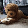 Photo №1. poodle (toy) - for sale in the city of Нови Сад | 845$ | Announcement № 109026