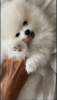 Photo №1. pomeranian - for sale in the city of Kharkov | 807$ | Announcement № 6926