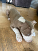 Photo №1. american pit bull terrier - for sale in the city of Tbilisi | 100$ | Announcement № 106779