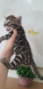 Photo №1. bengal cat - for sale in the city of Berlin | 370$ | Announcement № 115166