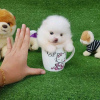 Photo №2 to announcement № 119842 for the sale of pomeranian - buy in Bosnia and Herzegovina private announcement