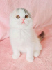 Photo №2 to announcement № 123045 for the sale of scottish fold - buy in Hungary private announcement