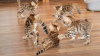 Photo №1. bengal cat - for sale in the city of Zürich | 264$ | Announcement № 121319