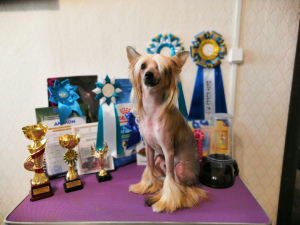 Photo №1. chinese crested dog - for sale in the city of Yekaterinburg | Negotiated | Announcement № 2889
