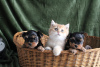 Photo №2 to announcement № 84029 for the sale of yorkshire terrier - buy in United States private announcement