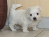 Photo №2 to announcement № 107593 for the sale of maltese dog - buy in Spain private announcement