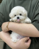 Photo №1. bichon frise - for sale in the city of Graz | negotiated | Announcement № 88885