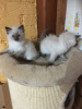 Photo №2 to announcement № 31245 for the sale of ragdoll - buy in United States breeder