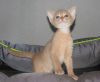 Photo №2 to announcement № 20450 for the sale of abyssinian cat - buy in Belarus from nursery