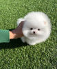 Photo №1. pomeranian - for sale in the city of Paris | negotiated | Announcement № 85504