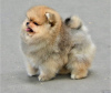 Photo №2 to announcement № 112139 for the sale of pomeranian - buy in Romania private announcement