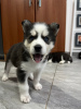 Photo №2 to announcement № 93027 for the sale of siberian husky - buy in Sweden private announcement