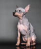 Additional photos: American Hairless Terrier puppies