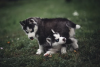 Photo №1. siberian husky - for sale in the city of Stockholm | negotiated | Announcement № 96313