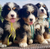 Photo №1. bernese mountain dog - for sale in the city of Гамбург | 350$ | Announcement № 44525