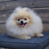 Photo №1. pomeranian - for sale in the city of Požarevac | negotiated | Announcement № 111371