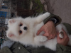 Photo №2 to announcement № 41072 for the sale of german spitz - buy in Ukraine from nursery