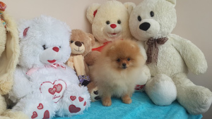 Photo №4. I will sell pomeranian in the city of Tver. breeder - price - 455$