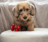 Photo №2 to announcement № 111080 for the sale of dachshund - buy in Belarus from nursery