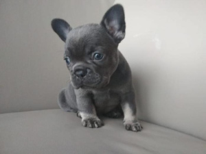 Photo №2 to announcement № 733 for the sale of french bulldog - buy in Germany breeder