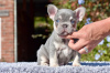 Photo №2 to announcement № 114547 for the sale of french bulldog - buy in United States breeder