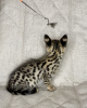 Photo №2 to announcement № 26092 for the sale of savannah cat - buy in Russian Federation from nursery