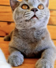 Photo №4. I will sell british shorthair in the city of Munich. private announcement - price - 269$