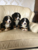 Photo №2 to announcement № 118067 for the sale of non-pedigree dogs - buy in Germany private announcement